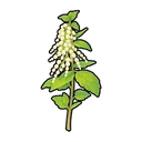 Nettle