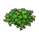 Ivy Vine