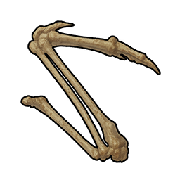 Bird Bone Fragment