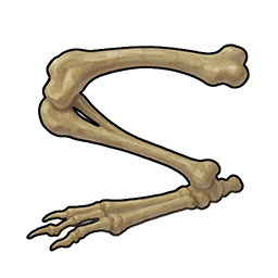Rabbit Bone Fragment