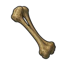 Wolf Bone Fragment