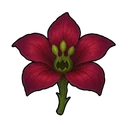 Screamer Flower