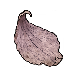 Withered Flower Petals