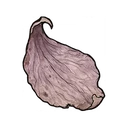 Withered Flower Petals