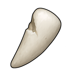 Blunt Rabbit Tooth