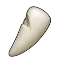 Blunt Rabbit Tooth