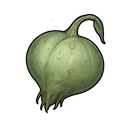 Unripe Screamer Fruit