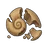 Broken Shell