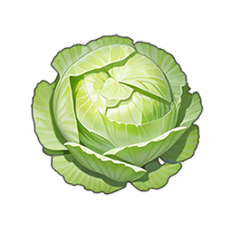 Cabbage