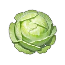 Cabbage