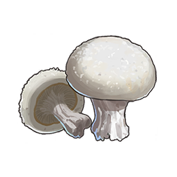 Button Mushroom
