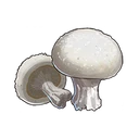Button Mushroom