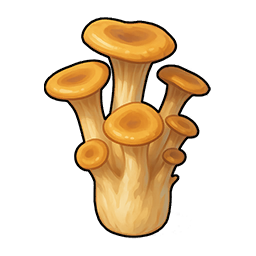 Oyster Mushroom