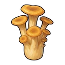 Oyster Mushroom