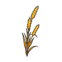 Barley