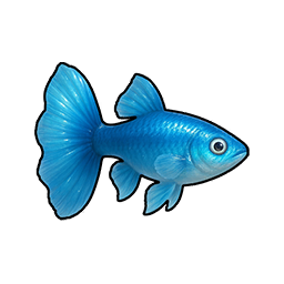 Small Guppy