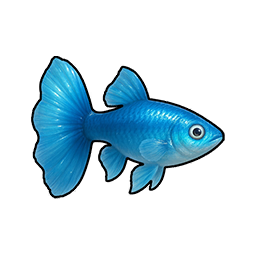 Small Guppy
