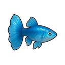 Small Guppy