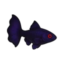 Ghost Guppy