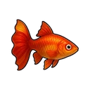 Maple Guppy