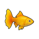 Amber Guppy