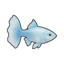 Sapphire Guppy