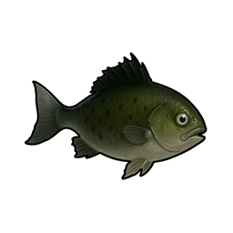 Flat Crucian Carp