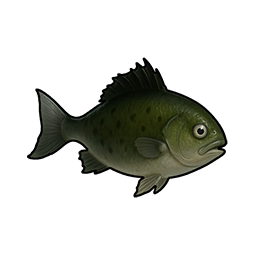 Flat Crucian Carp