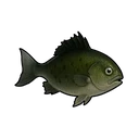 Flat Crucian Carp