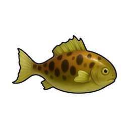 Spotted Crucian Carp