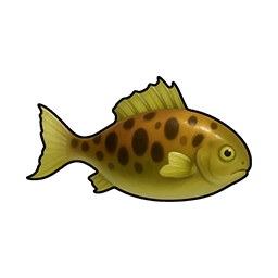Spotted Crucian Carp