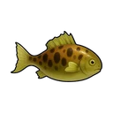 Spotted Crucian Carp
