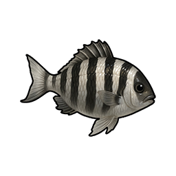 Striped Crucian Carp