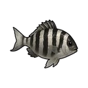 Striped Crucian Carp