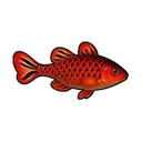 Blazing Mullet