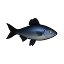 Iron Snakehead