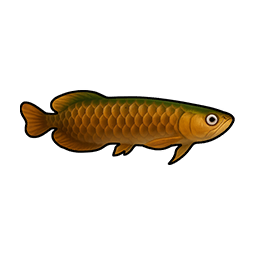 Moss Arowana