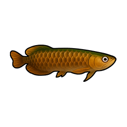 Moss Arowana