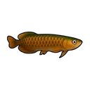 Moss Arowana