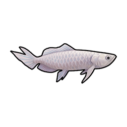Silver Arowana