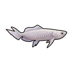 Silver Arowana
