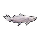 Silver Arowana