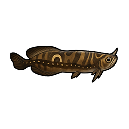 Horned Arowana