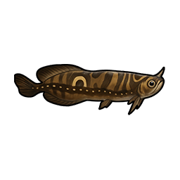 Horned Arowana