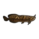 Horned Arowana