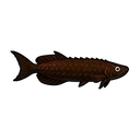 Armored Arowana