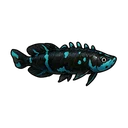 Luminous Arowana