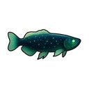 Night Sky Arowana