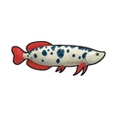Spotted Coelacanth