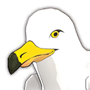 Seagull